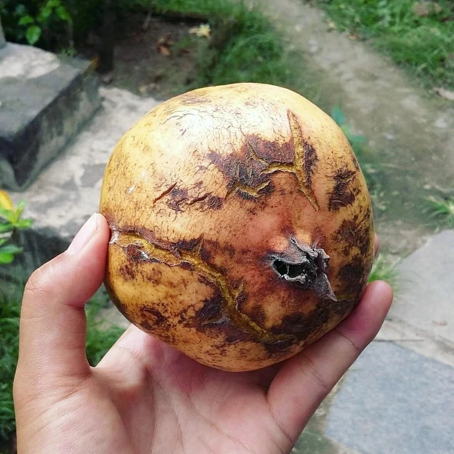 White Pomegranate Seeds (Punica granatum / 100+ Rare Crystal-Clear Aril Fruit Tree Seeds) – Premium Exotic Botanical Specimen Plant Seeds for Planting