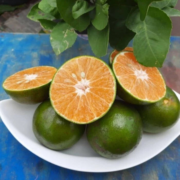 2000++ Calamansi Orange Citrus Seeds (Citrus microcarpa var. Calamansi Orange) – Premium Quality