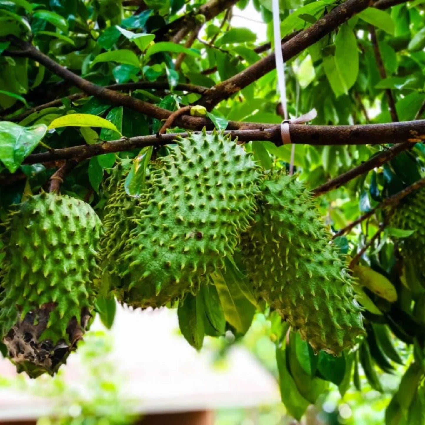 Guanabana Blanca Soursop Seeds (Annona muricata 'Blanca') – 100+ Premium Fresh Rare Sweet White Soursop Seeds