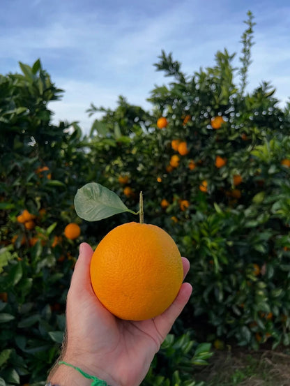 1000+ Navel Orange Seeds for Planting | Citrus sinensis | Sweet Orange Tree Seeds | Bulk Citrus Seeds