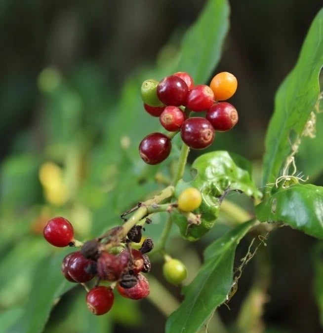Catuai Coffee Seeds (Coffea arabica var. Catuai) – Premium Certified High-Yield Gourmet Arabica Coffee Bean Plant Seeds for Planting (120 Pcs)