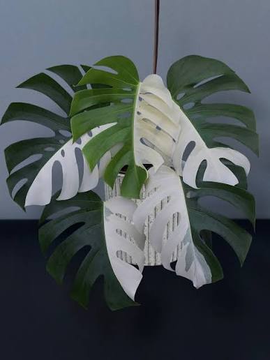Rare Monstera Half Moon Albo Variegated - 1 Leaf Premium Tropical House Plant Cuttings