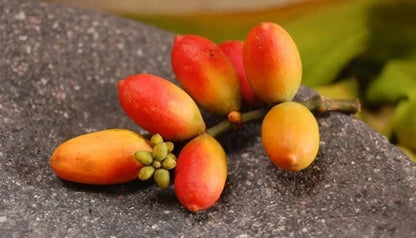 Melinjo Seeds (Gnetum gnemon / 50+ Belinjo / Two-Leaf Gymnosperm Tree Seeds) – Premium Exotic Botanical Specimen Plant Seeds for Planting