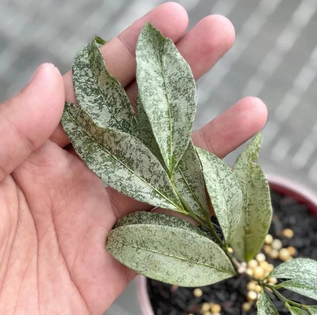 Hoya amicabilis 'Silver' – Rare Tropical Wax Plant