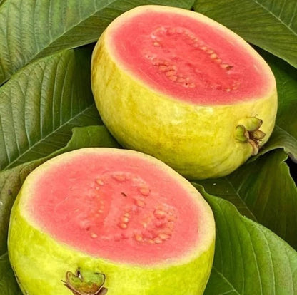 250+ Red Guava Seeds var. Sumbing (Psidium guajava) – Certified Pink Guava Fruit Crop Seeds for Planting