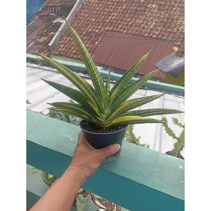 Sansevieria 'Marsya Anjani' Variegated - Rare Indonesian Jewel