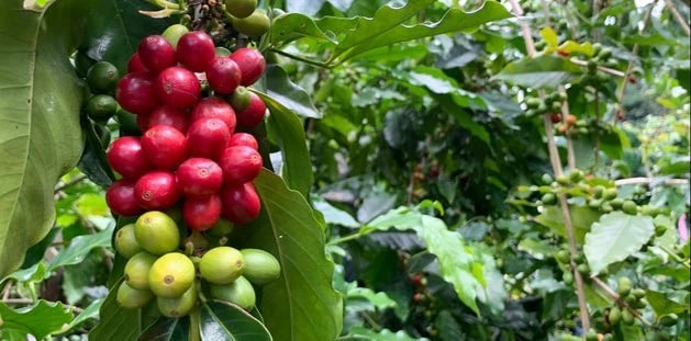 Certified Hybrid H17 Coffee Seeds (Coffea arabica var. H17) – High-Yield Disease-Resistant Specialty Coffee Bean Seeds for Planting (120 Pcs)