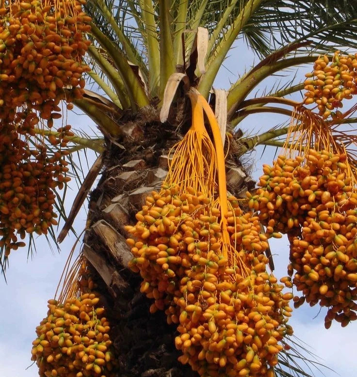Mabroom Date Palm Seeds (Phoenix dactylifera 'Mabroom') – 35 pcs Premium Fresh Rare Slender Sweet Mabroum Dates Seeds for Planting