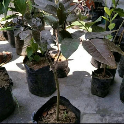 Grafted Ruby Red Longan (Lengkeng Merah) Seedling – Rare Tropical Masterpiece