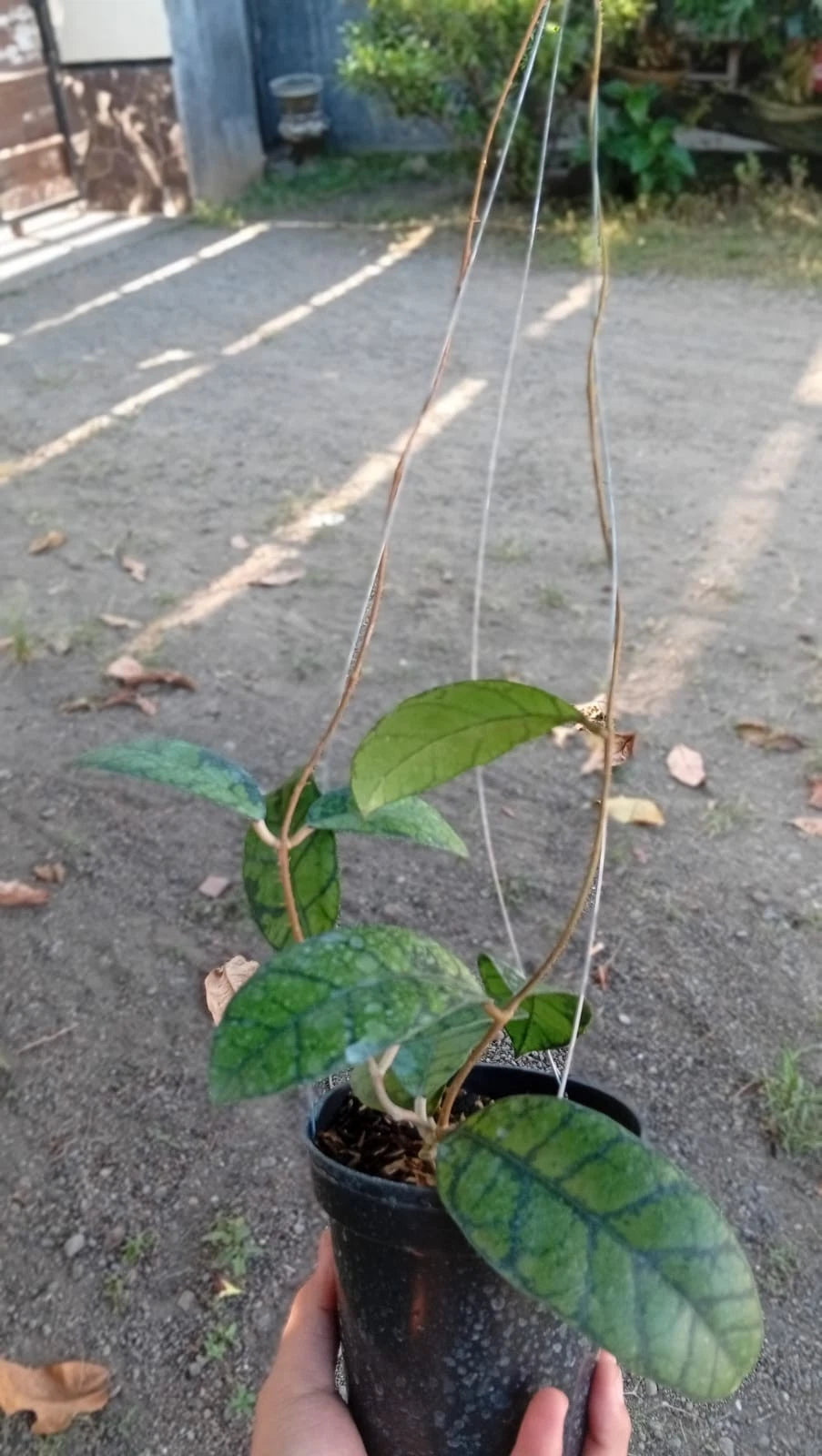 Rare Hoya Callistophylla Obsidian - Premium Dark Vein Exotic Tropical Wax Plant