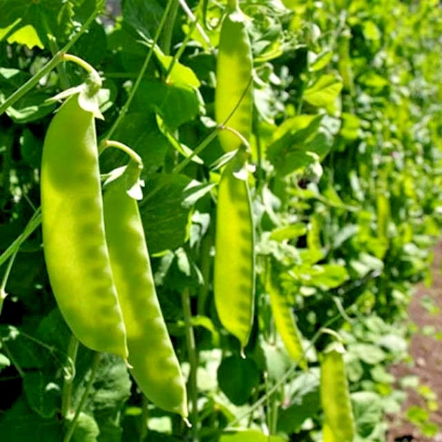 Taiwan Snow Pea Seeds (Pisum sativum var. saccharatum) – 150++ Premium Fresh Crisp Sweet Taiwan Snow Pea Seeds for Planting