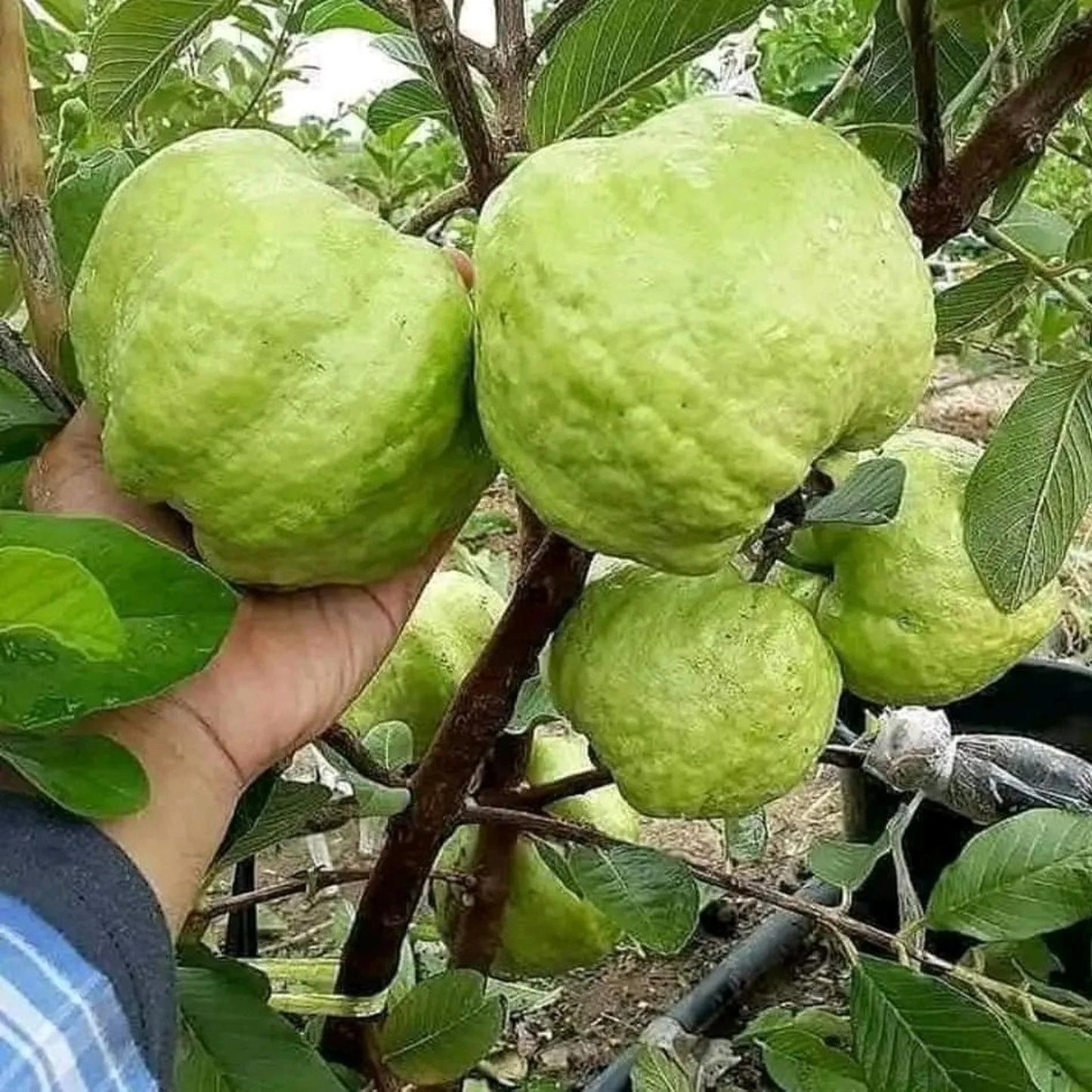 Premium Live Grafted Red Crystal Guava Tree - Exotic Tropical Fruit Bearing Plant