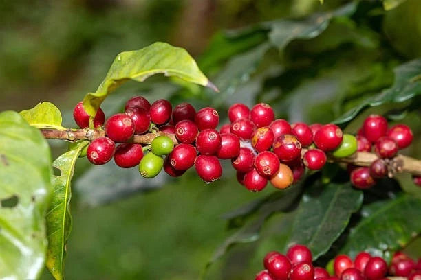 Arabica Coffee Seeds (Coffea arabica) – Premium Coffee Bean Plant Seeds for Planting (30+ Pcs)