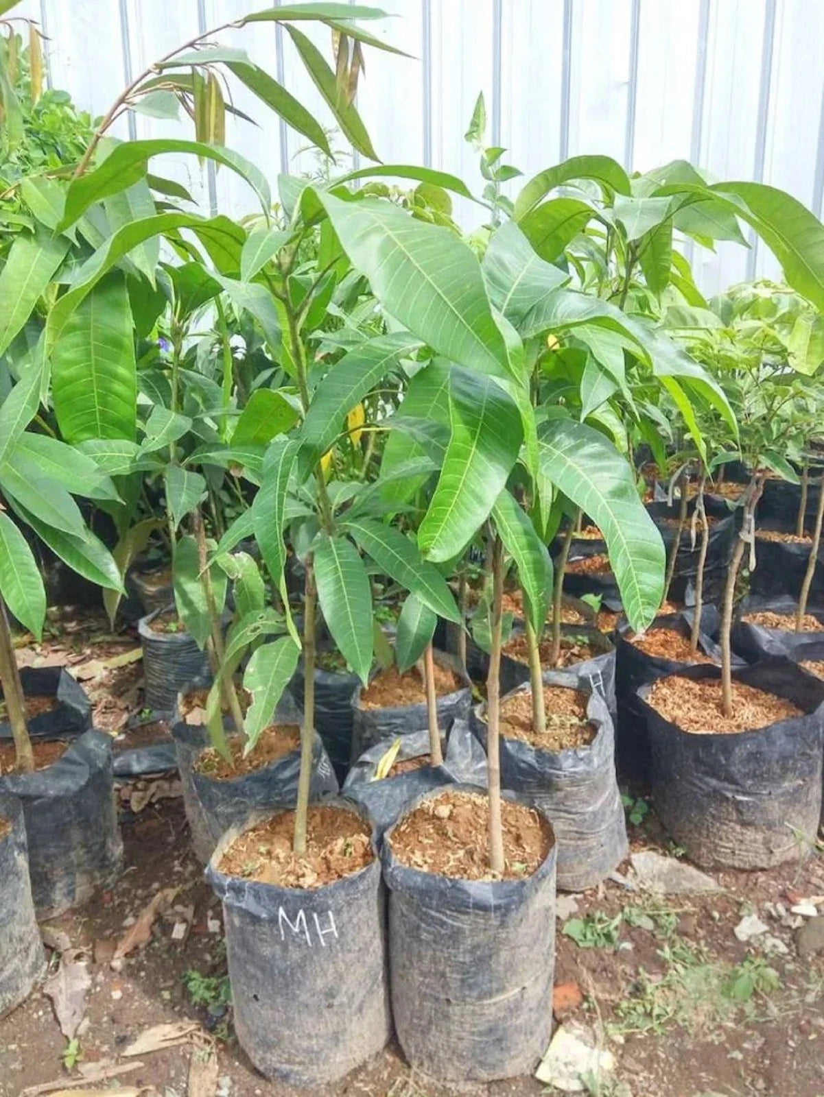 Mahatir Mango Grafted Fruit Tree - Premium Fast Fruiting Sweet Tropical Jumbo Mango Variety