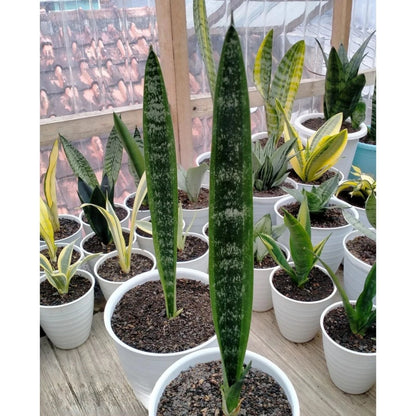 Sansevieria trifasciata 'Laurentii Mein Liebling' – Rare Tropical Snake Plant