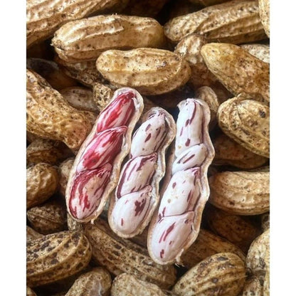 Batik Peanut (Arachis hypogaea) – 1,000+ Premium Seeds