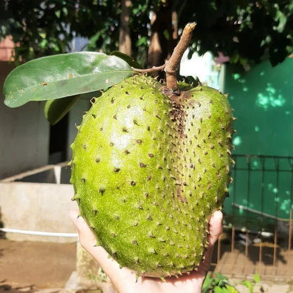 Carsiflora Soursop Seeds (Annona muricata var. Carsiflora) – Premium Sweet Creamy Tropical Guanabana Fruit Tree Seeds for Planting (100 Pcs)