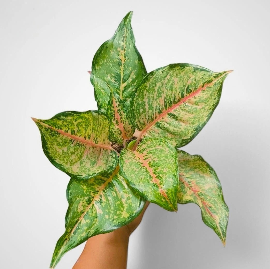 Aglaonema 'Red Panama' - Bold & Exotic Tropical Houseplant