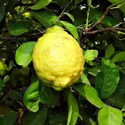 Jambhiri Lemon Seeds 100+ pcs (Citrus jambhiri) – Premium Certified Rough Lemon Citrus Tree Plant Seeds for Planting