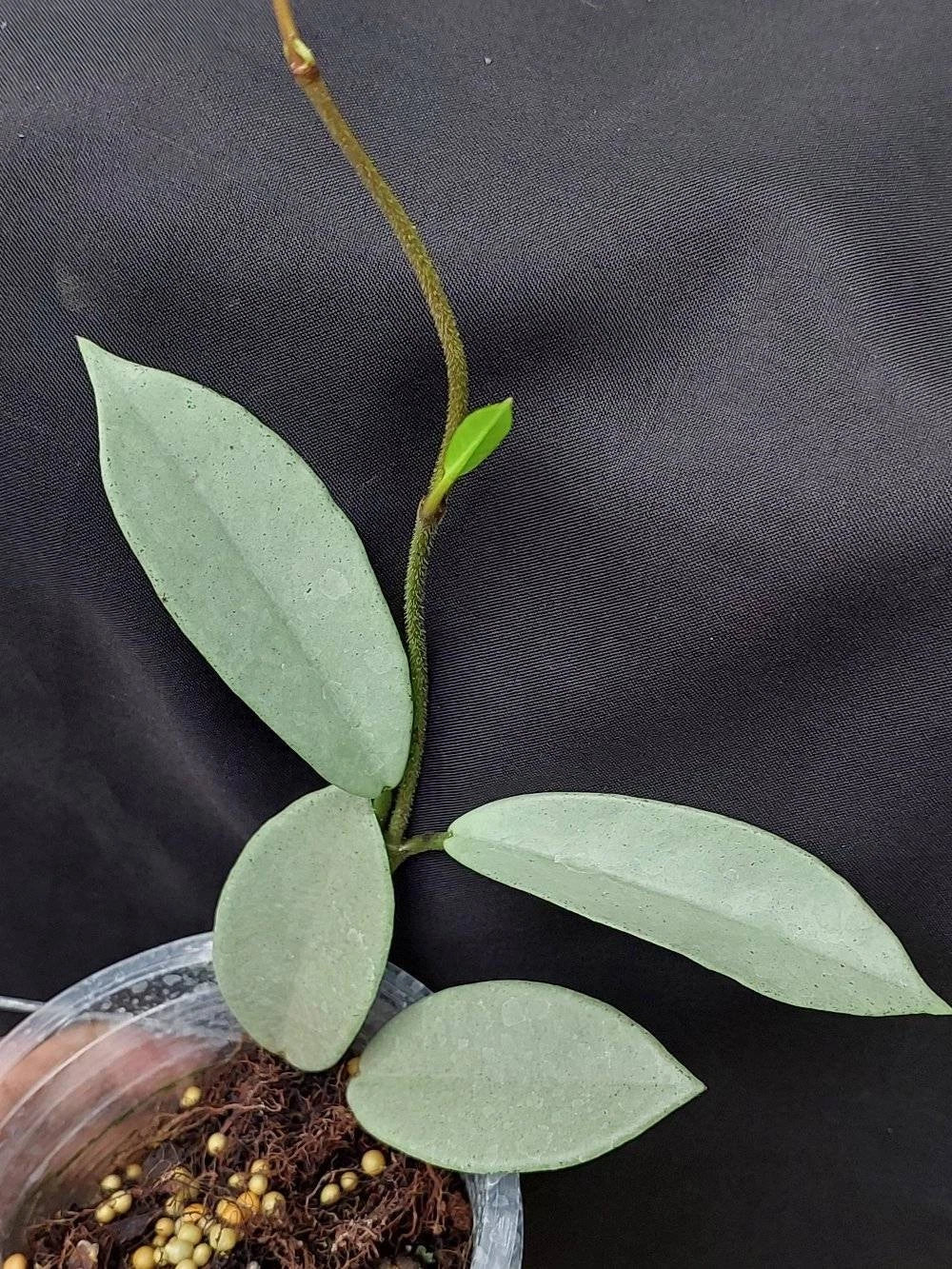 Rare Hoya Wilbur Graves Silver Seeds (Hoya carnosa 'Wilbur Graves Silver') – Exotic Splashed Tropical Indoor & Outdoor Wax Plant Seeds