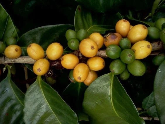 Yellow Caturra Coffee Seeds (Coffea arabica var. Caturra Amarelo / Dwarf Highland Selection) – Premium Gourmet Specialty Coffee Plant Seeds for Planting