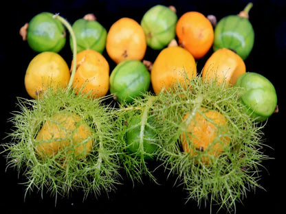 100+ Rambusa Wild Watermelon Seeds | Passiflora foetida | Exotic Fruit Vine Seeds | Tropical Climbing Plant