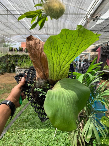 Platycerium Elephantotis - Rare Elephant Ear Staghorn Fern (Live Plant)