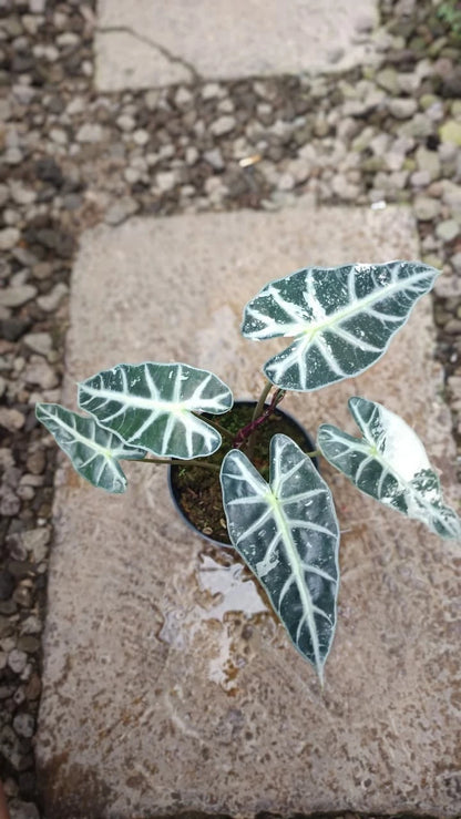 Alocasia amazonica 'Bambino' – Rare White Variegated Tropical Collector’s Plant