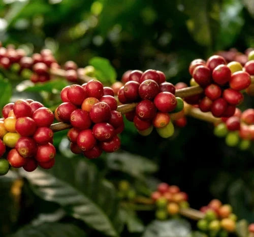 Argopuro Coffee Seeds (Coffea sp.) – 120+ Premium Indonesian Specialty Coffee Seeds