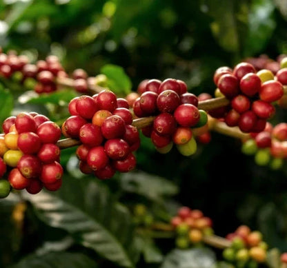 Argopuro Coffee Seeds (Coffea sp.) – 120+ Premium Indonesian Specialty Coffee Seeds