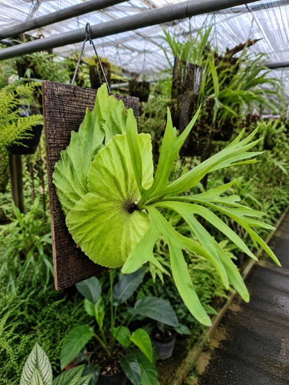Platycerium 'Kitshakood' - Exquisite & Rare Hybrid Staghorn Fern (Mounted)