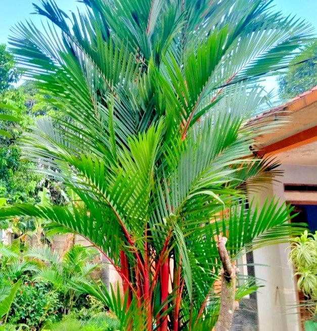 50+ Red Palm Tree Seeds | Cyrtostachys Renda | Decorative Lipstick Palm | Tropical Palm