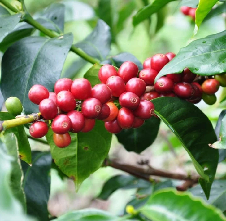 Geisha Colombian Coffee Seeds (Coffea arabica) – 120+ Premium Gesha Coffee Beans
