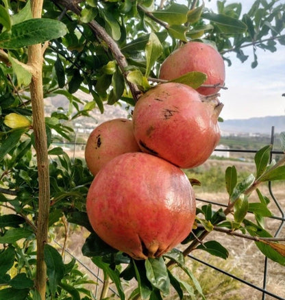 100+ 'Ambrosia' Pomegranate Seeds (Punica granatum) – Elite 'Grenadine' Orchard Genetics (Collectors Quality)