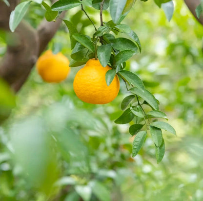 Sanbokan Orange Seeds (Citrus sulcata / 100+ Premium Japanese Sweet Citrus Fruit Seeds) – Premium Exotic Botanical Specimen Plant Seeds for Planting