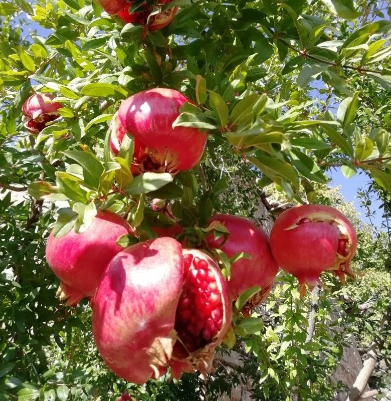 Bulk Ganesh Pomegranate Seeds (Punica granatum 'Ganesh') – 100+ Premium Fresh Rare Exotic Pink-Fleshed Soft-Seeded Pomegranate Seeds for Planting