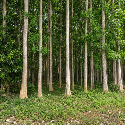 Premium White Teak Gmelina Tree Seeds (Gmelina arborea) – Fast-Growing Exotic Timber & Ornamental Shade Tree Seeds for Planting (100+ Pcs)
