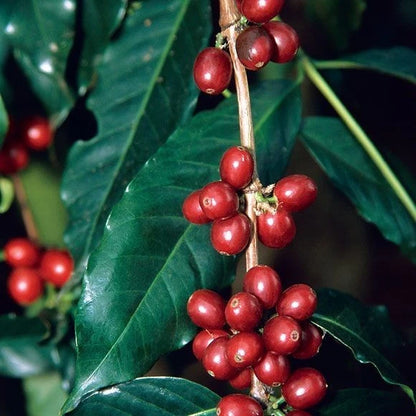 Ateng Jaluk Coffee Seeds (Coffea arabica) – 120+ Premium Coffee Beans