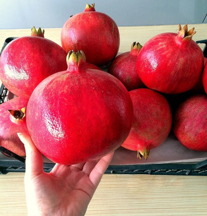 Bulk Hicaz Pomegranate Seeds (Punica granatum 'Hicaz') – 100+ Premium Fresh Rare Turkish Sweet-Tart Pomegranate Seeds for Planting