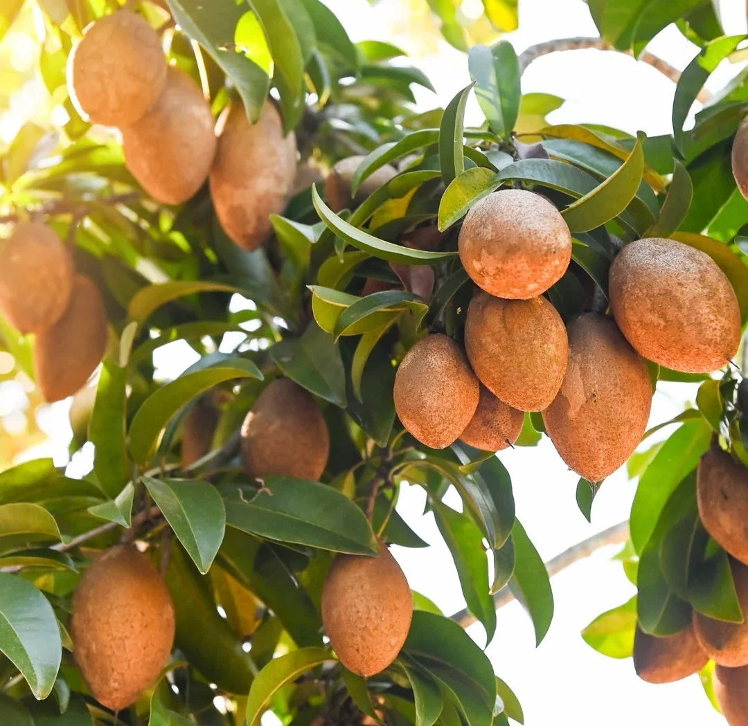 Brown Sugar Sapodilla Seeds (Manilkara zapota) – 35+ Premium Fresh Sweet Chikoo / Sawo Fruit Seeds for Planting