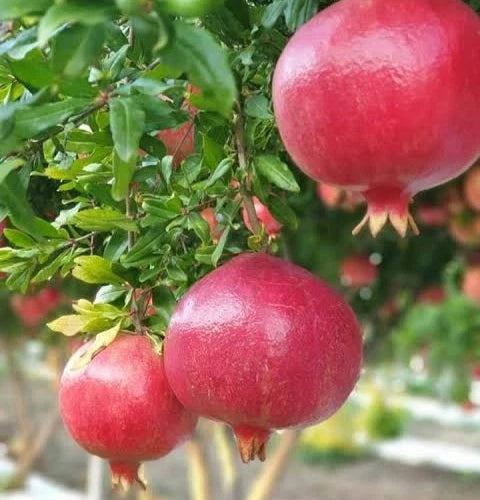 100+ 'Hicaz' Pomegranate Seeds (Punica granatum) – Elite Turkish Heirloom Orchard Genetics (Collectors Quality)