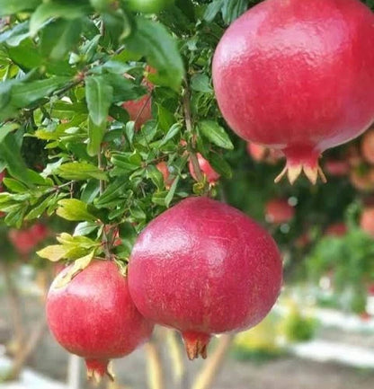 100+ 'Hicaz' Pomegranate Seeds (Punica granatum) – Elite Turkish Heirloom Orchard Genetics (Collectors Quality)