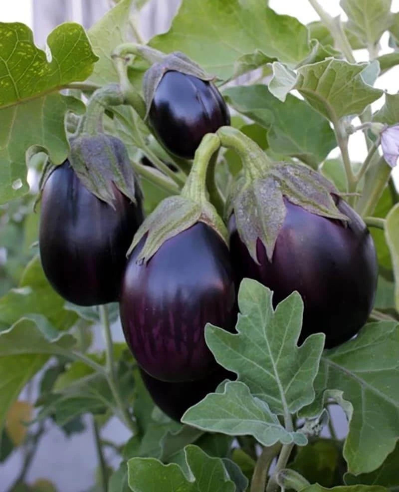 160+ Eggplant Seeds (Solanum melongena) – Bundling 4 Cultivar Garden Package Certified Heirloom Vegetable Seeds for Planting