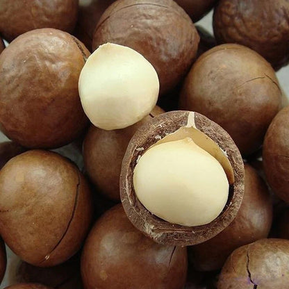 Macadamia Nut (Macadamia integrifolia) – 1000+ Premium Seeds King of Nuts for Planting