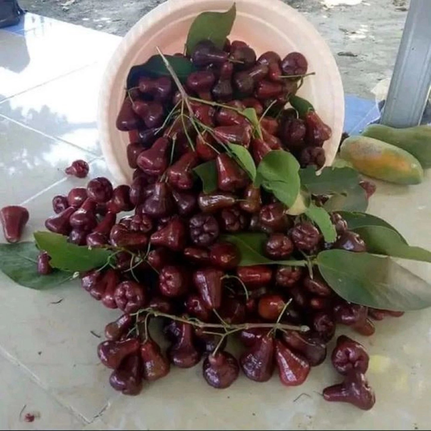 Black Diamond Water Apple Grafted Seedling (Syzygium samarangense) – Premium Fast-Fruiting Wax Jambu (Free Phytosanitary Certificate)