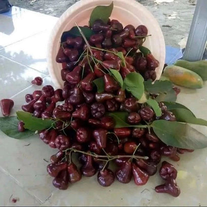 Black Diamond Water Apple Grafted Seedling (Syzygium samarangense) – Premium Fast-Fruiting Wax Jambu (Free Phytosanitary Certificate)