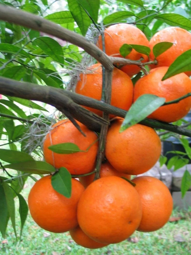 Fairchild Citrus Seeds (Citrus Reticulata) – Certified Heirloom Tangelo Mandarin Fruit Crop for Planting
