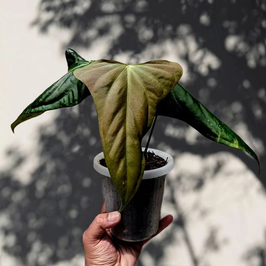 Anthurium Portillae Rare Tropical House Plant | Collector Aroid | Exotic Indoor Anthurium