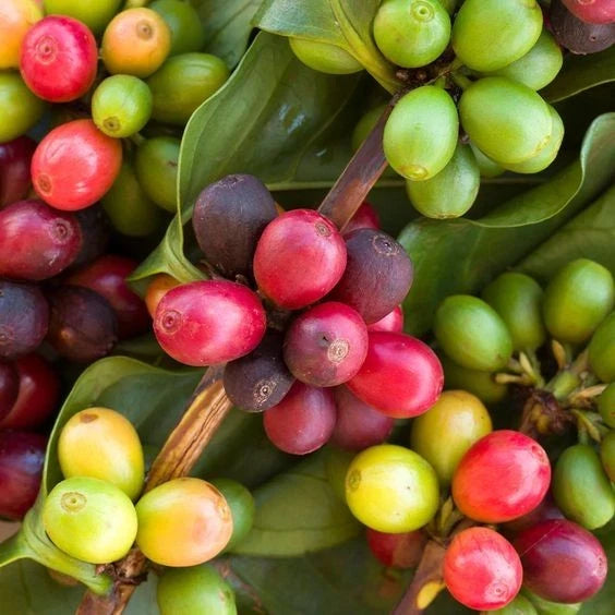 Ateng Jaluk Coffee Seeds (Coffea arabica x canephora) – Bulk Rare Indonesian Highland Specialty Coffee Beans for Planting