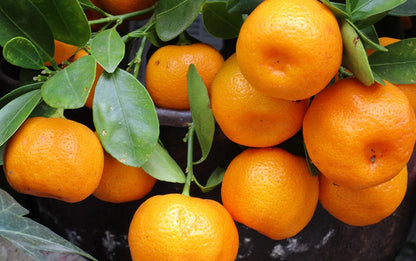 Mandarin Orange Seeds (Citrus reticulata) – Premium Certified High-Yield Sweet Citrus Fruit Tree Plant Seeds for Planting (100 Pcs)